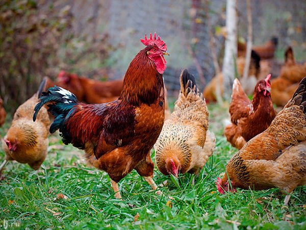 Породы куриц | ЗооТом - продажа, вязка и услуги для животных в Елани