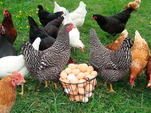Содержание кур и уход за ними | ЗооТом - продажа, вязка и услуги для животных в Елани