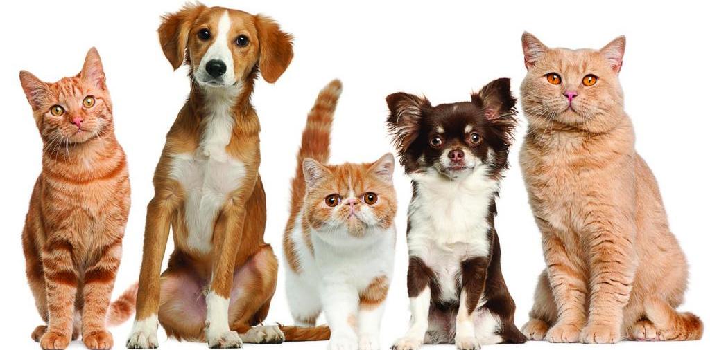 Доска объявлений о животных | ЗооТом - продажа, вязка и услуги для животных в Елани