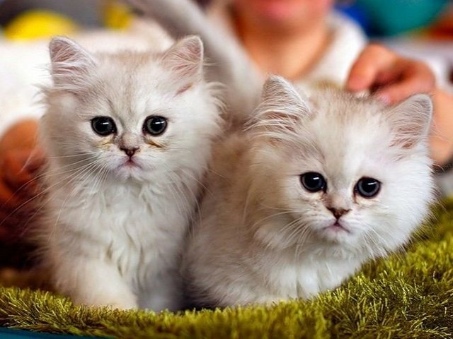 Породы кошек в Елани | ЗооТом портал о животных