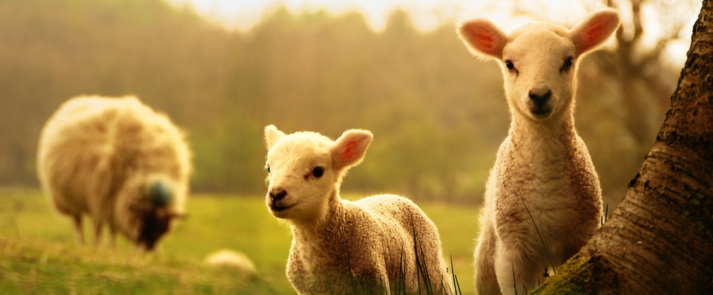 Объявления о сельскохозяйственных животных | ЗооТом - продажа, вязка и услуги для животных в Елани