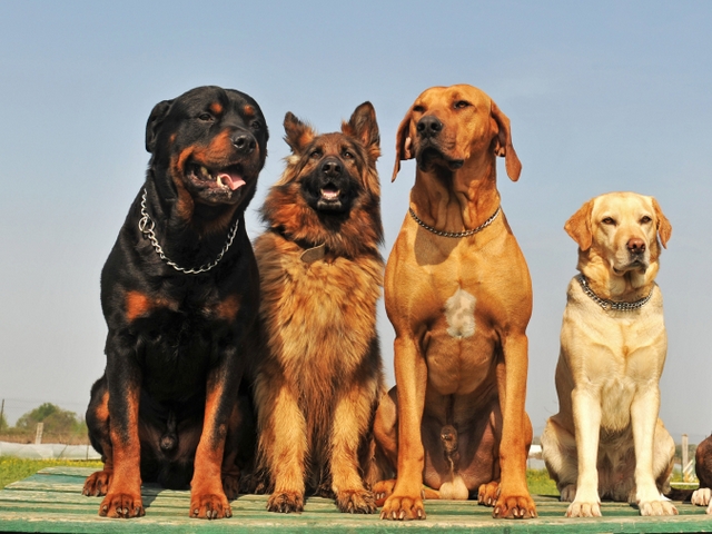 Крупные породы собак в Елани | ЗооТом портал о животных