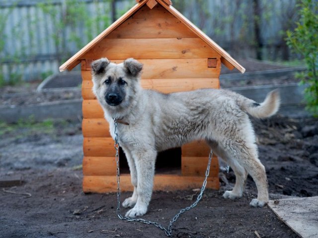 Все о собаках в Елани